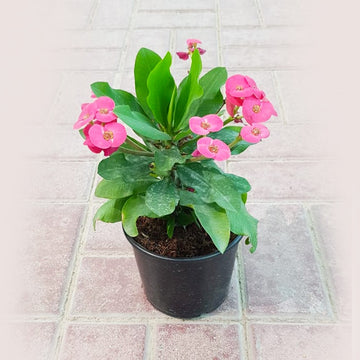 Euphorbia